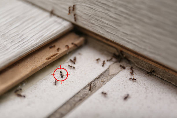 Best Wasp Removal Services  in Presque Isle, ME
