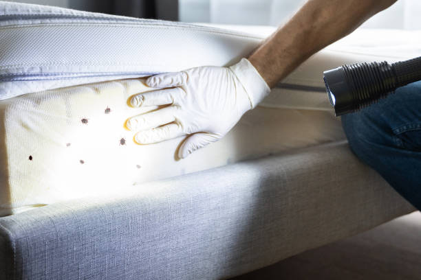 Best Local Pest Control Services  in Presque Isle, ME