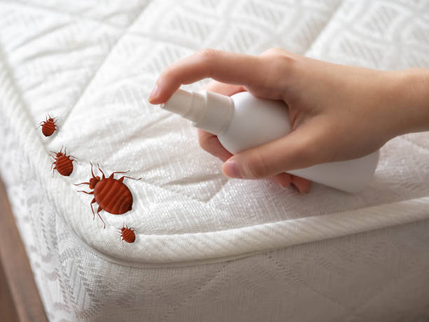 Best Pest Removal Services  in Presque Isle, ME