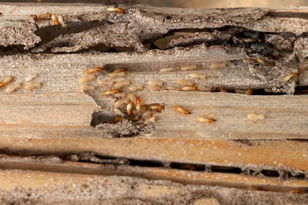 Best Cockroach Control Services  in Presque Isle, ME